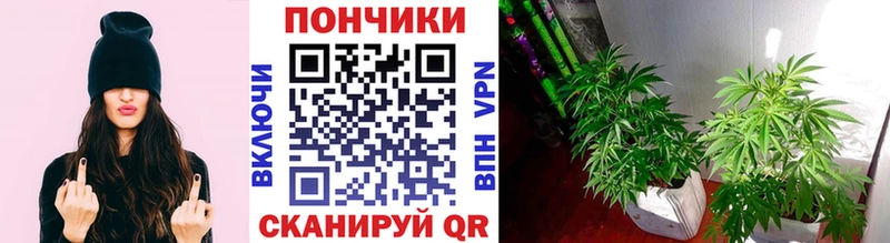Канабис конопля  Купить  Солигалич 